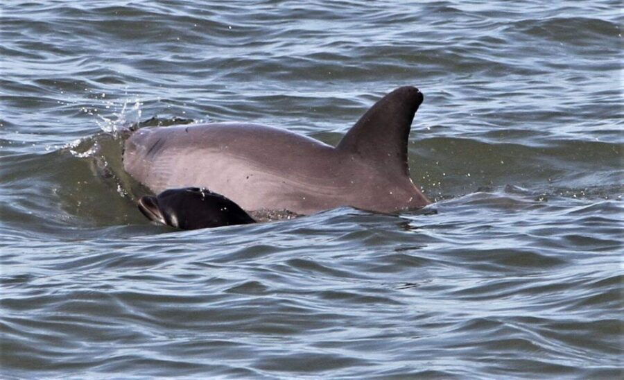 Hilton Head Island: Dolphin Watching Cruise With Donuts