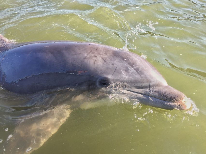 Hilton Head Island: Dolphin Watching Guided Tour by Boat - Good To Know