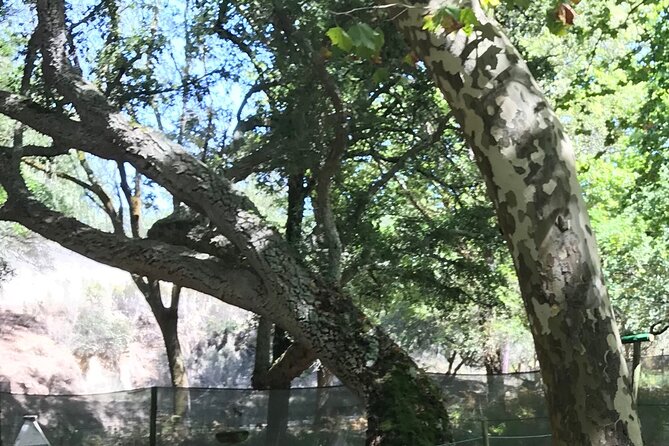 Historic Private Guided Full-Day Tour Around Mafra and Ericeira - Good To Know