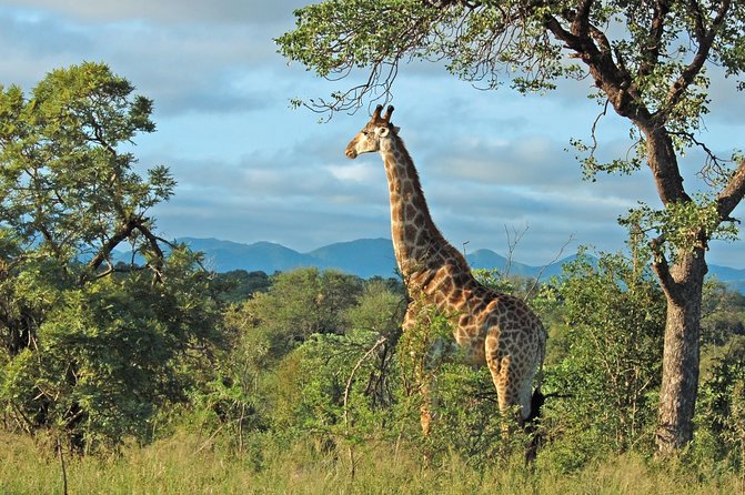 Hluhluwe Game Reserve Safari From Durban
