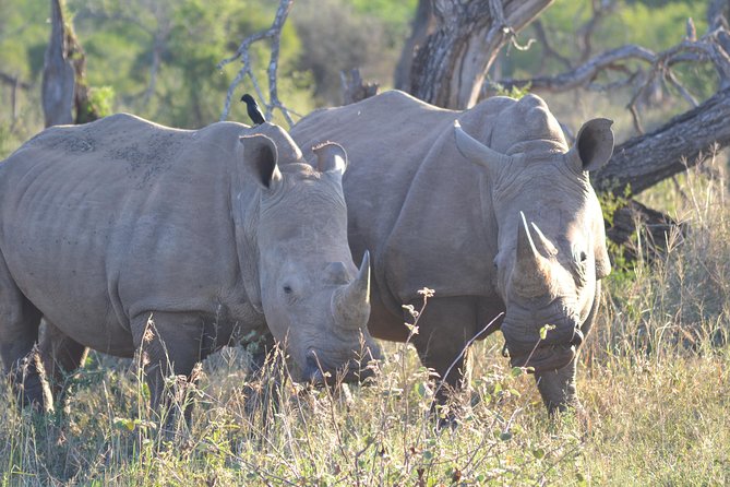 Hluhluwe Imfolozi Big 5 Safari Tour From Durban