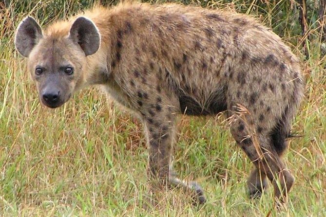 Hluhluwe Imfolozi Game Reserve 3 Day Safari From Durban - Good To Know
