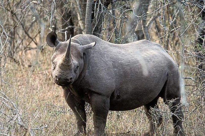 Hluhluwe Imfolozi Game Reserve Unlimited 2 Day Game Drive Safari From Durban - Good To Know