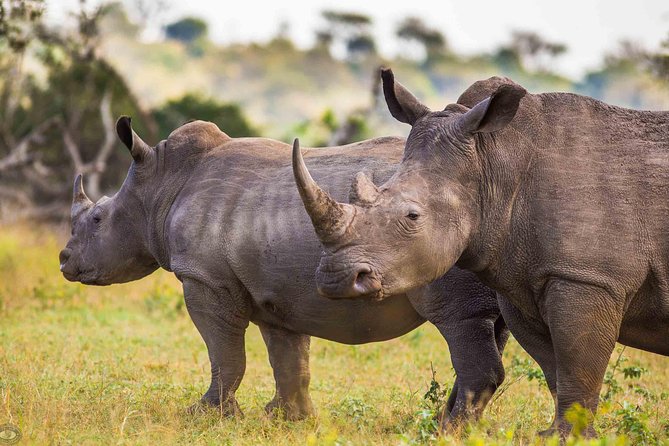 14 Best Safari Tours In KwaZulu Natal