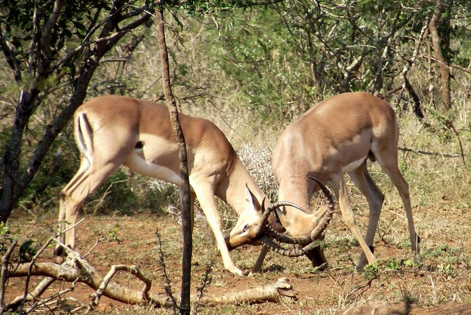 Hluhluwe–iMfolozi Park Wilderness Area Full-Day Private Safari - Durban
