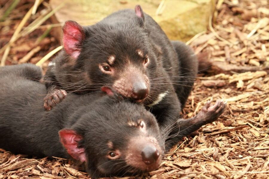 Hobart: Admission Ticket to Bonorong Wildlife Sanctuary - Good To Know