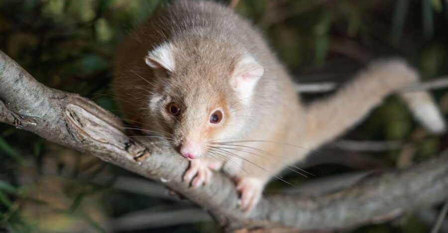 Hobart: Bonorong Wildlife Sanctuary Guided Night Tour - Good To Know