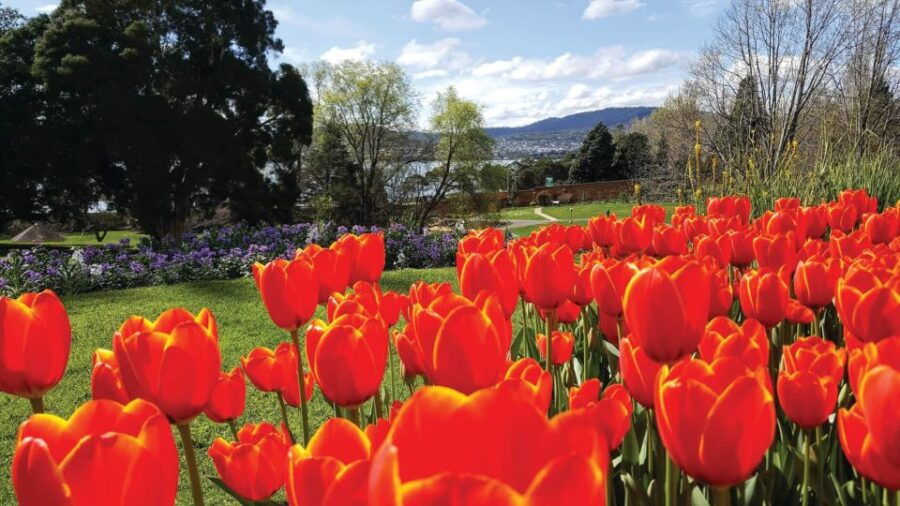 Hobart City Sightseeing Tour Including MONA Ticket - Good To Know
