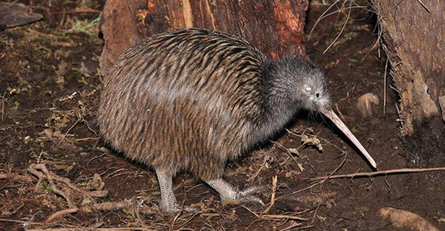 Hokitika: The National Kiwi Centre Tickets