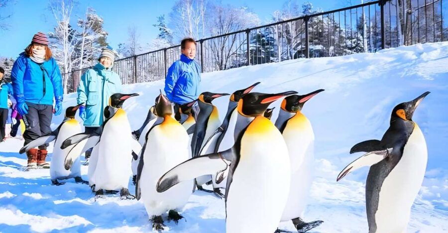 Hokkaido: Asahiyama Zoo, Furano, Beiei Blue Pond 1-Day Tour - Good To Know