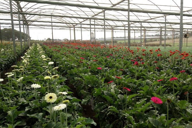 Holambra – The City of Flowers