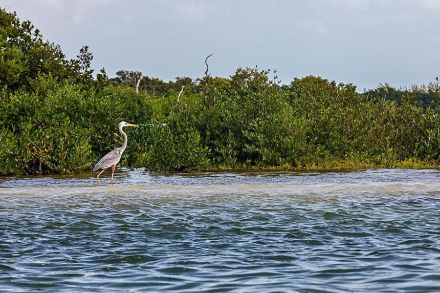 Holbox: Guided Kayaking Through Holbox's Mangroves - Good To Know