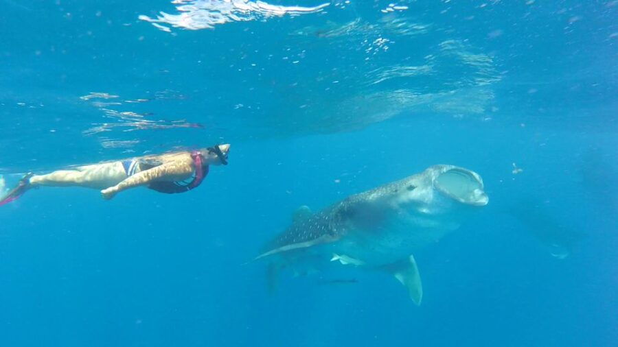 Holbox Island: Whale Shark Tour - Good To Know