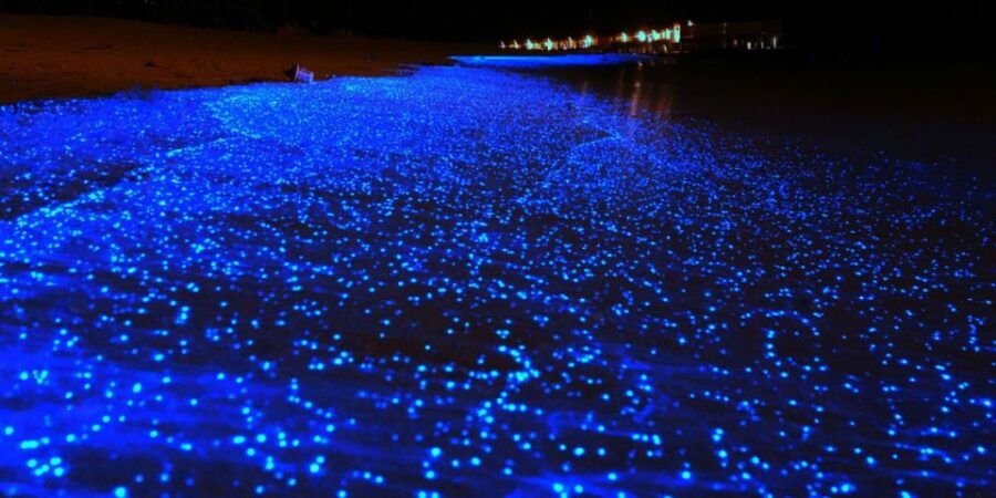 Holbox: Private Bioluminescence Beach Tour by Golf Cart - Experience Highlights