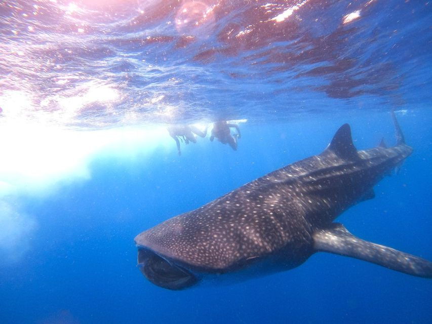 Holbox: Whale Shark Encounter and Marine Adventure