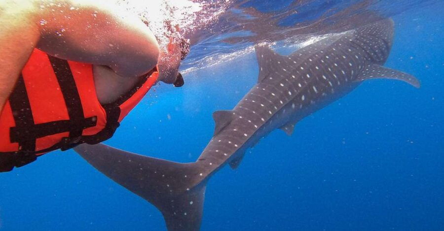 Holbox: Whale Shark Encounter and Marine Adventure
