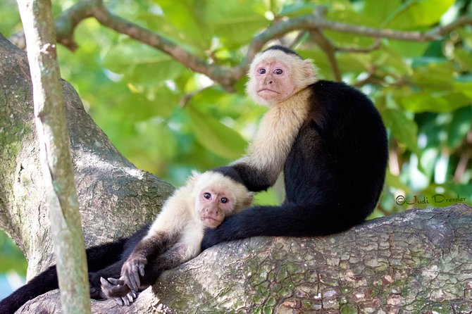 Honduras Monkey and Sloth Family Tour  - Roatan - Good To Know