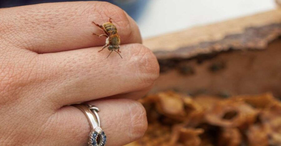 Honey Tasting Stingless Bees From Merida, Yucatan - Good To Know