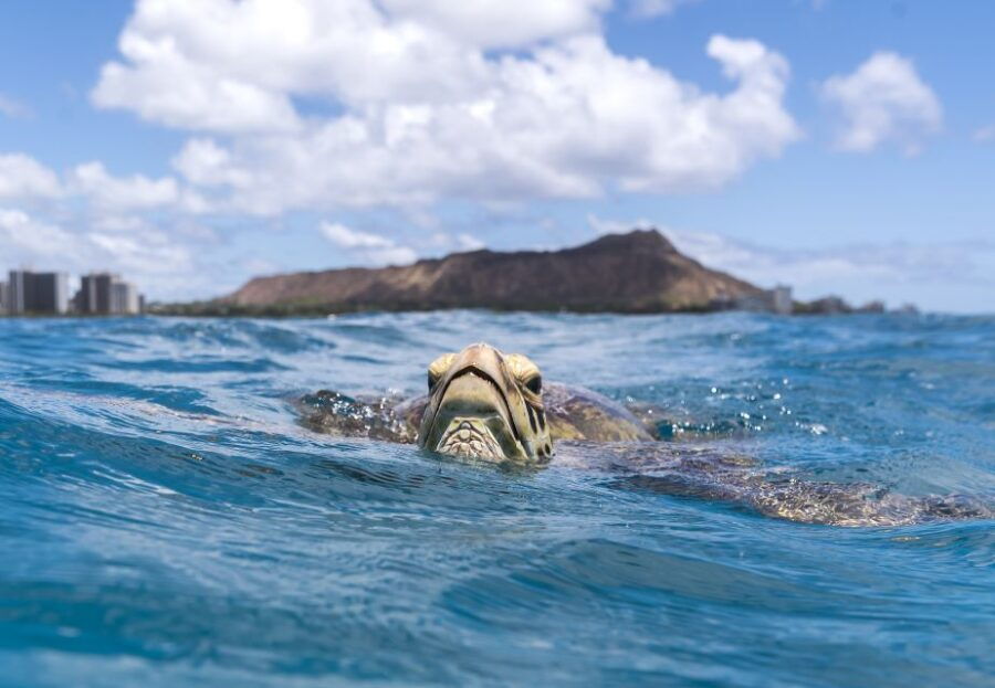 Honolulu: Snorkel Tour on Adventure Speed Boat