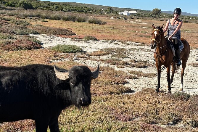 Horse Back Safari on the West Coast