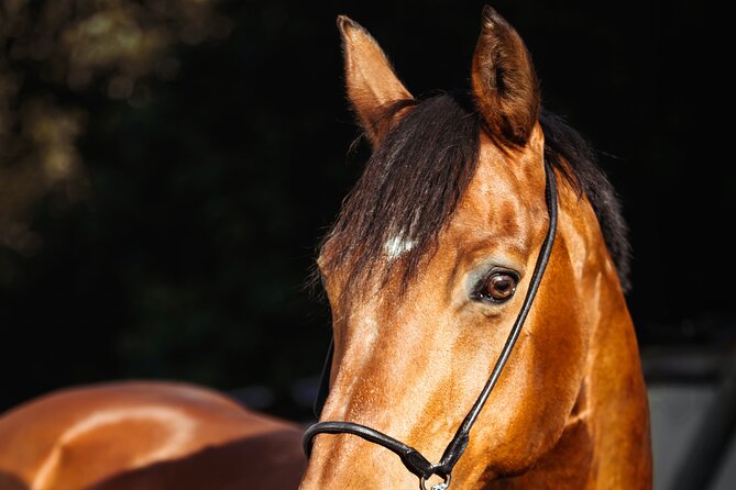 Horse Riding at Red Sea Desert and Sea From Sharm - Good To Know