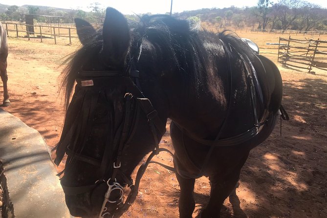 Horse Riding Safari From Johannesburg