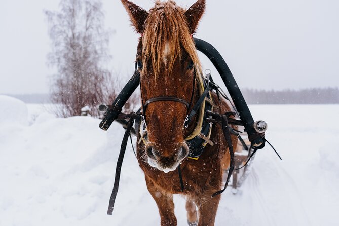 Horse Sleigh Ride in the Arctic, Apukka Resort Rovaniemi - Good To Know