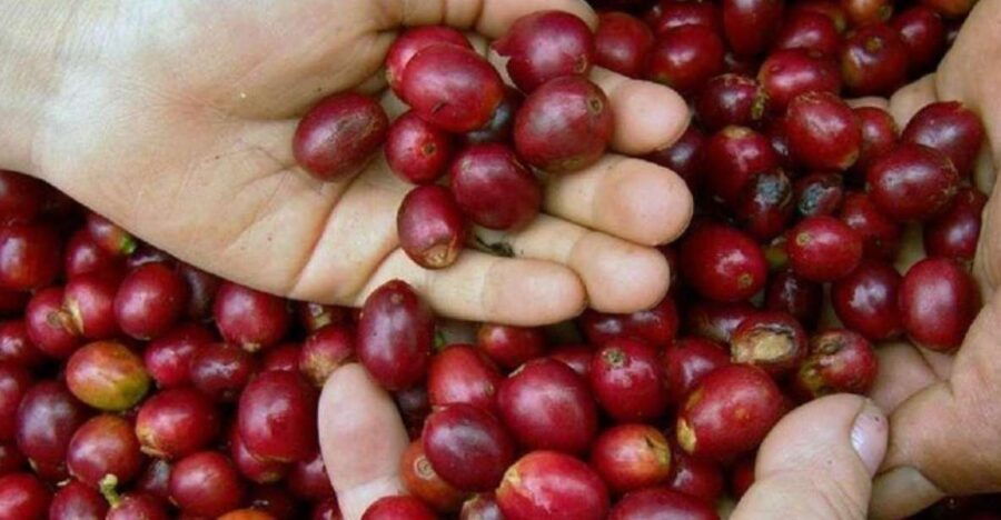 Huatulco: Local Coffee Tasting and Cultural Experience - Good To Know