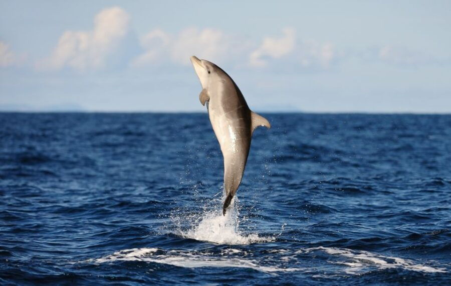 Huatulco: Sunrise Dolphin Watching With Beach Visit - Good To Know