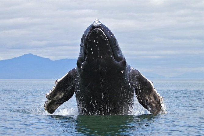 Humpback Whales Watching Samana Eco-Tour - Punta Cana