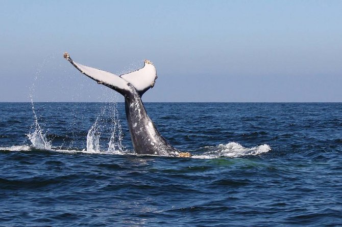 Humpback Whales Watching Samana Eco-Tour