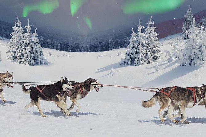 Hunting Northern Lights With Husky - Good To Know