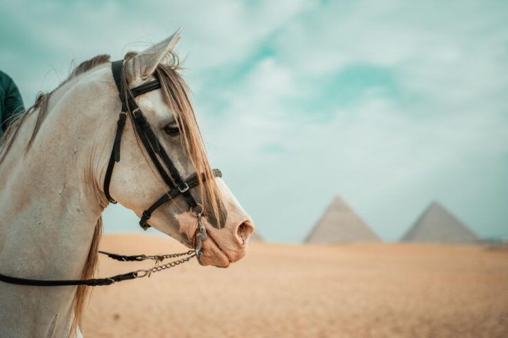 Hurghada: Cairo Day Trip With Horse Ride Along Giza Pyramids - Good To Know