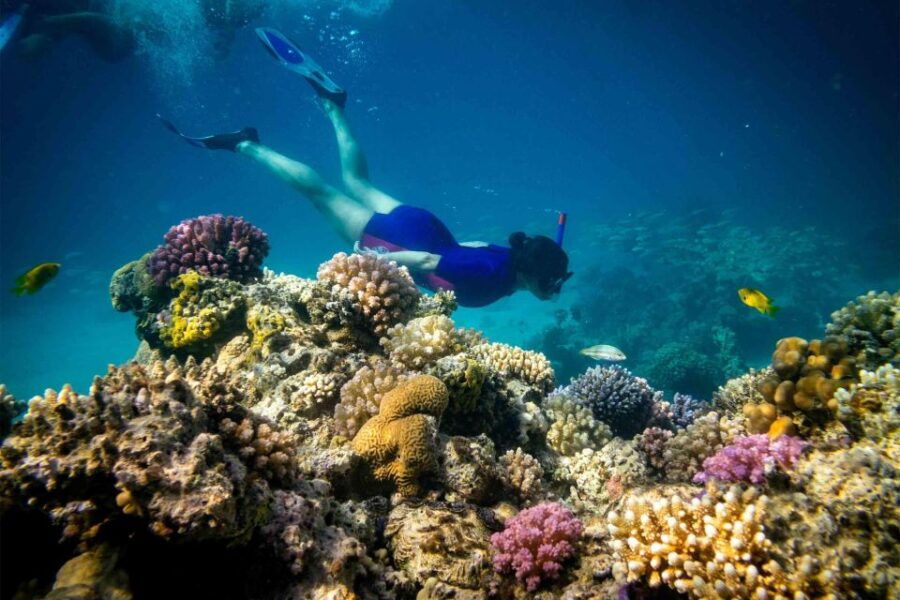 Hurghada: Diving and Snorkeling Tour With Transfers - Good To Know