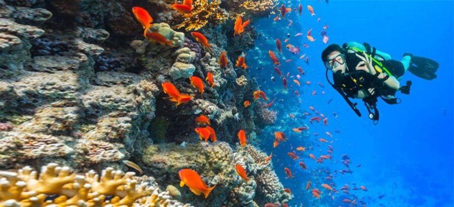 Hurghada: Diving & Snorkeling Cruise Tour W Lunch & Drinks - Good To Know