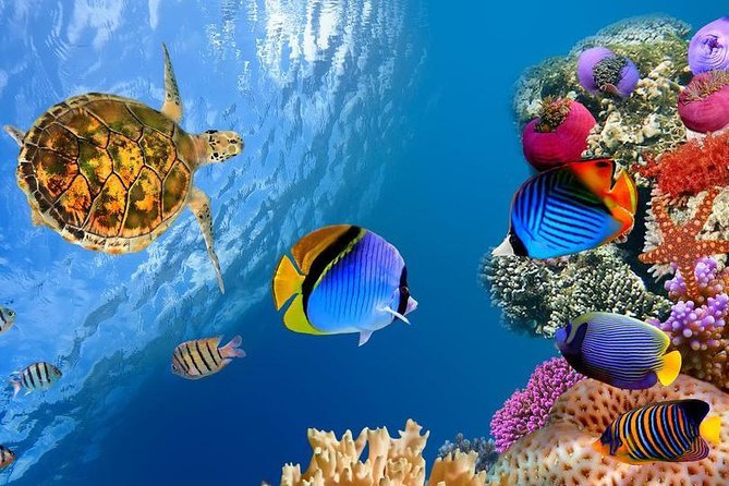 Hurghada Dolphin Watching and Snorkeling Full-Day Experience (Feb ) - Good To Know