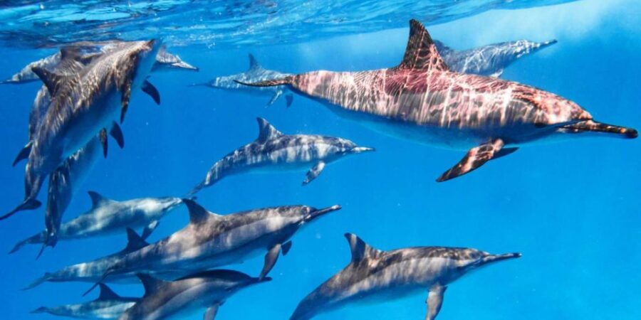 Hurghada: Dolphin Watching Private Yacht & Island Tour - Good To Know