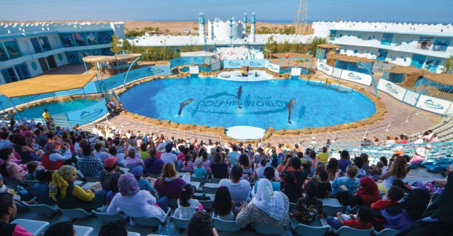 Hurghada: Dolphin World Show With Walruses and Pickup - Good To Know