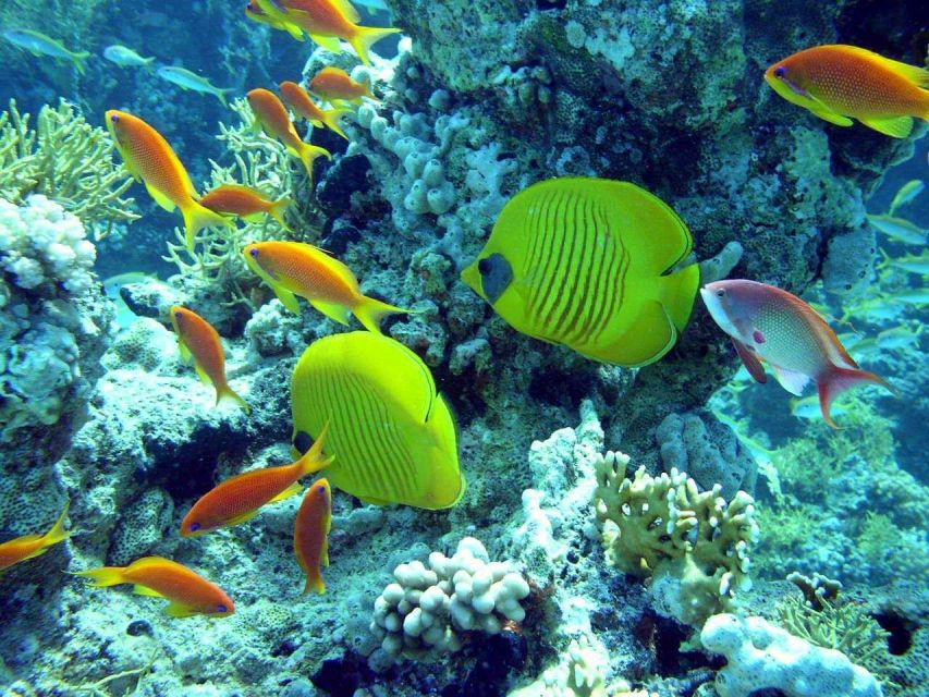 Hurghada: Full-Day Scuba Diving Discovery - Good To Know