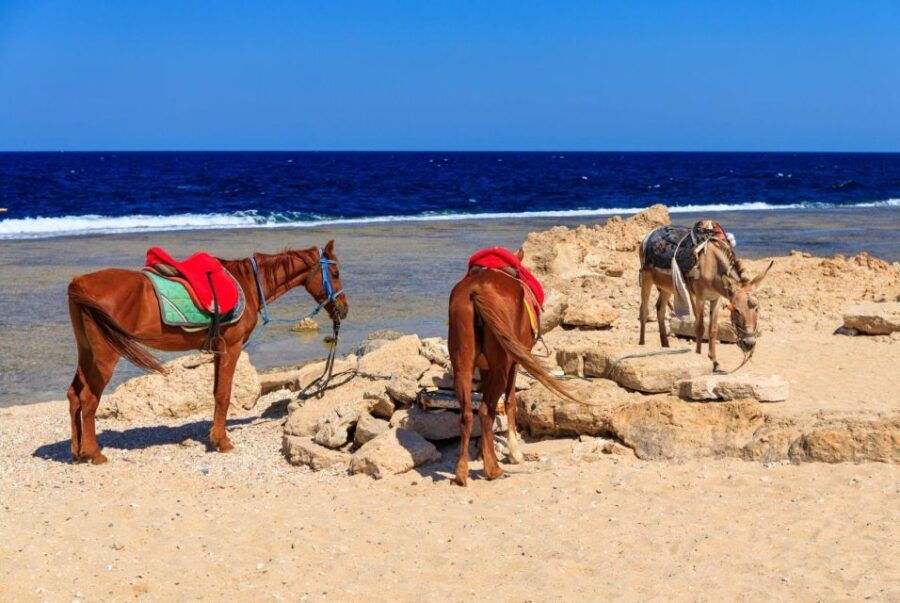 Hurghada: Horse Ride Along the Sea & Desert With Transfers