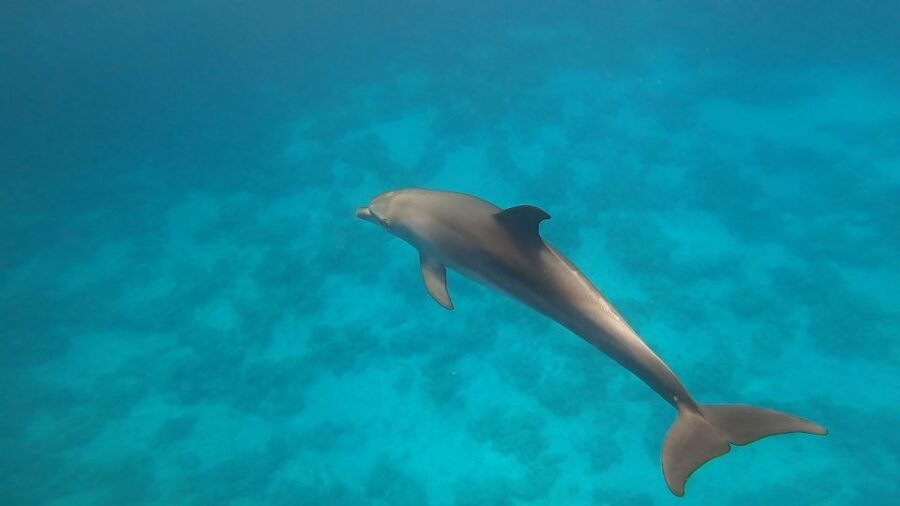 Hurghada: Private Speedboat Adventure With Snacks & Pick-Up - Good To Know