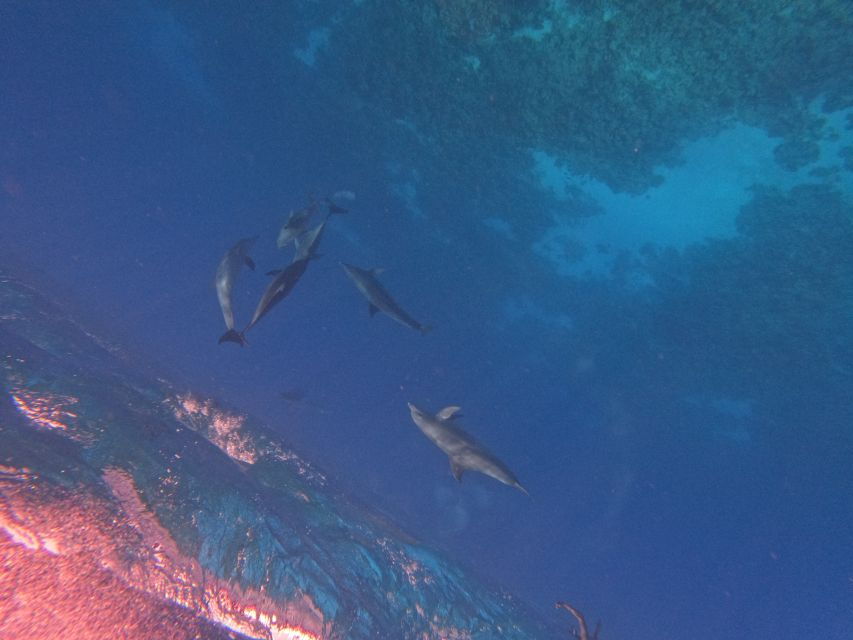 Hurghada: Private Speedboat to Dolphin House With Pickup - Good To Know