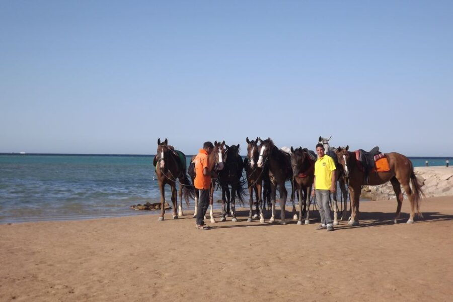 Hurghada: Sea & Desert Horse Tour, Stargazing, Dinner & Show - Good To Know