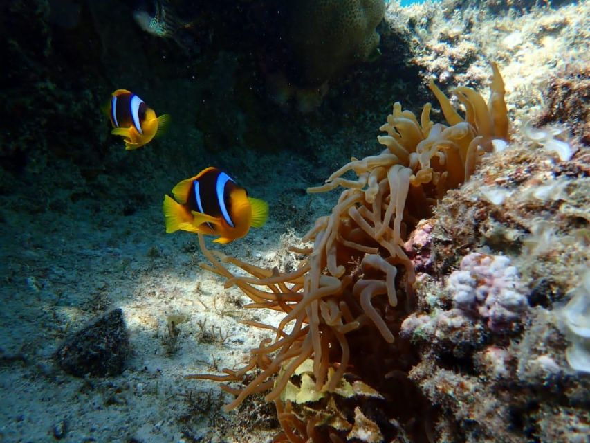 Hurghada: Snorkelling Trip by Speedboat With Hotel Pickup - Good To Know