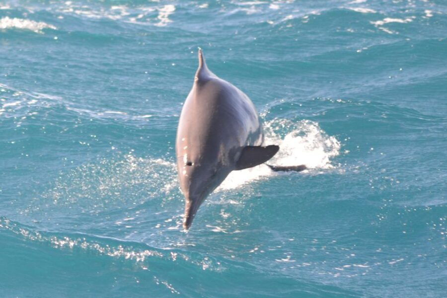 Hurghada: Speedboat Dolphin Watching and Snorkeling