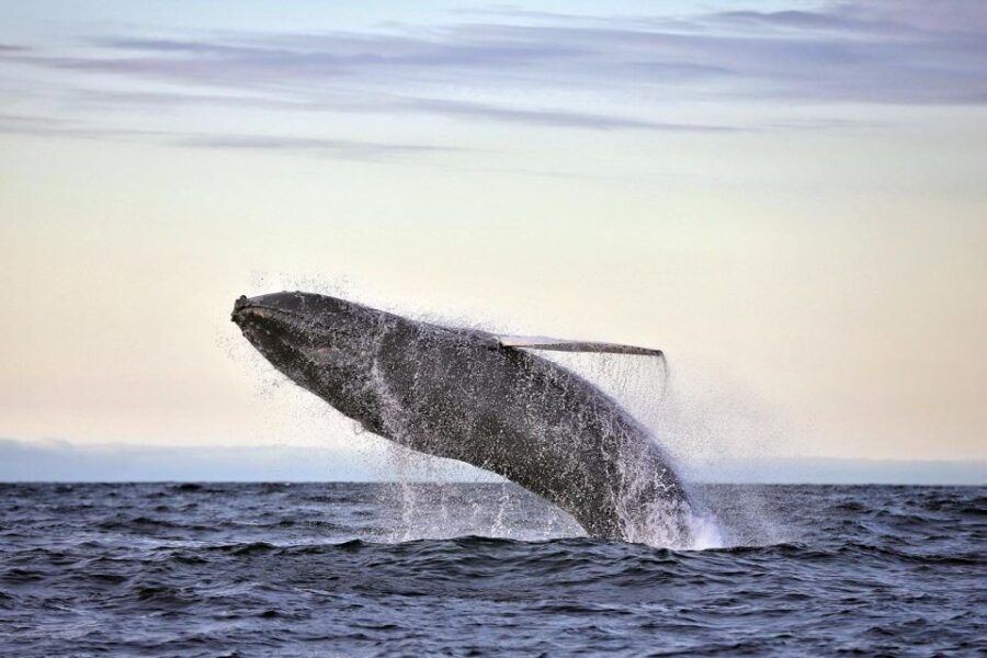 Húsavík: Big Whale Safari & Puffin Island Tour - Good To Know
