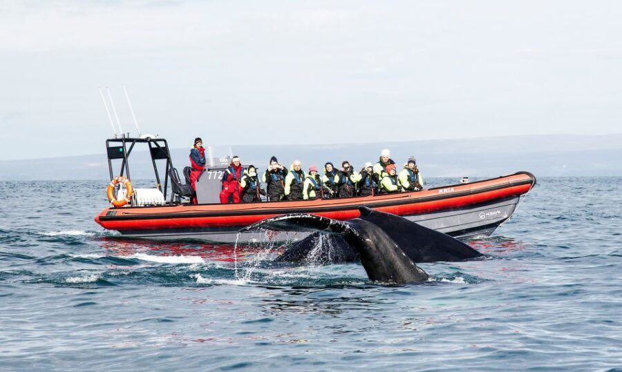 Húsavík: Big Whales and Puffin Island Speedboat Tour - Good To Know