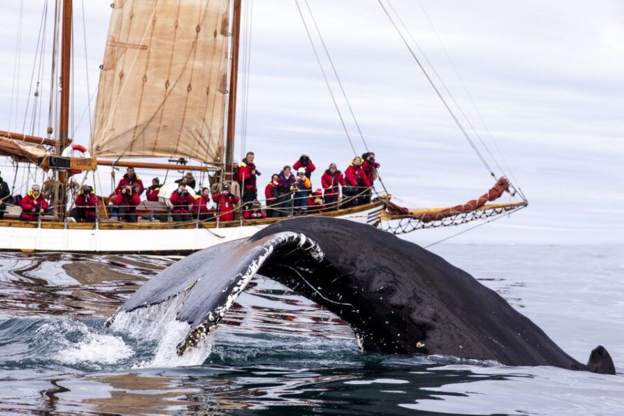 Húsavík: Whale Watching by Traditional Wooden Sailing Ship - Good To Know
