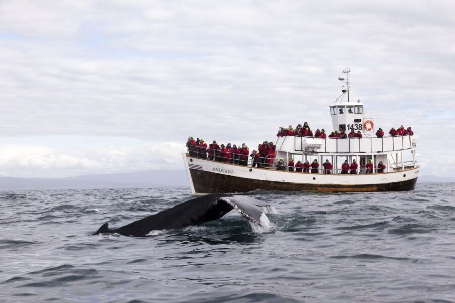 Húsavík: Whale Watching on a Carbon Neutral Oak Boat - Good To Know
