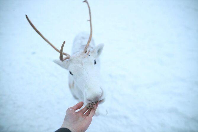 Husky and Reindeer Farms Visit With Sleigh Rides - Good To Know